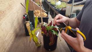 The Ultimate Nepenthes Cutting Guide [upl. by Retsam]