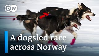 Europe’s toughest dogsled race  DW Documentary [upl. by Cinimmod]