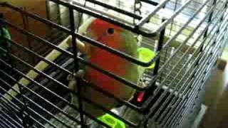 Talking Lovebird [upl. by Bille]