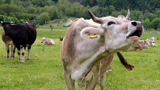 COW VIDEOS COWS GRAZING NATURAL COW SOUNDS  Cow Video  Cows Mooing [upl. by Ddarb752]