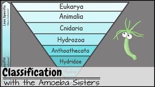 Classification [upl. by Lilahk]