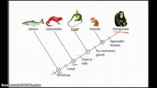 Cladograms  Betterlesson [upl. by Mayce700]