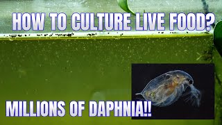 How to Culture Daphnia Secret Method to Breed MILLIONS  Simply Aquatic [upl. by Enomahs404]