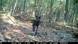 Melanistic Black Coyote [upl. by Oraneg]