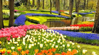 Keukenhof Gardens and Tulip Fields Tour from Amsterdam [upl. by Richie593]