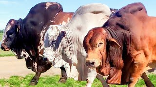 50 Huge Bulls of Boran breed  Hurwitz Farming South Africa [upl. by Kcirderfla]