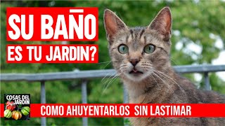 Como ahuyentar gatos del jardin sin lastimarlos  Como espantar gatos de las plantas [upl. by Etsirk]