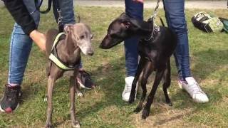 Coursing first Run  whippetitalian greyhound [upl. by Einnoc]