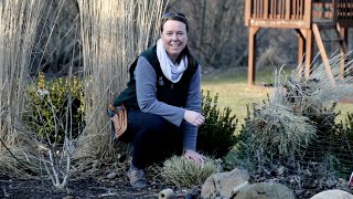 PETITTI  How to Prune Ornamental Grasses in Spring [upl. by Plusch191]