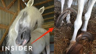 Rescue Horse With 30Pound Hooves Can Walk Again  Insider [upl. by Onurb334]