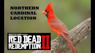 Red Dead Redemption 2 Northern Cardinal Location [upl. by Floss]