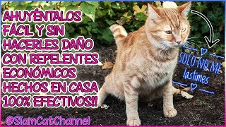 Cómo Ahuyentar Gatos De Tu Jardín Huerto Cochera etc FÁCIL ECONÓMICO y SIN LASTIMARLOS [upl. by Yak]