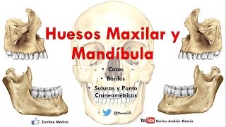 Anatomía  Huesos Maxilar y Mandibula Caras Bordes Inserciones Musculares [upl. by Noloc760]