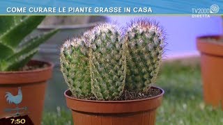 Come curare le piante grasse in casa [upl. by Raquel475]