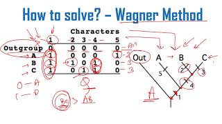 Cladogram analysis Problems and solutions for CSIR NET exam [upl. by Tormoria190]