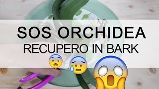 SOS ORCHIDEA  Recupero in Bark [upl. by Itra924]