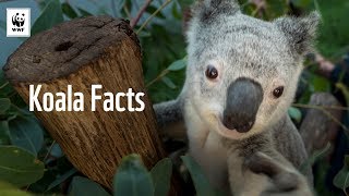 5 Facts About Koalas 🐨  WWFAustralia [upl. by Neelrad10]