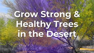 Grow Strong amp Healthy Trees in the Desert [upl. by Navac]