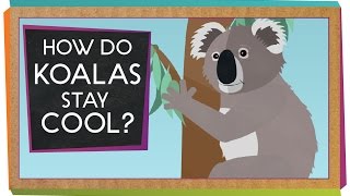 How Do Koalas Stay Cool  Animal Science for Kids [upl. by Gnilrits]