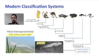 Biology 095 Cladistics and Phylogenetics [upl. by Isaiah214]