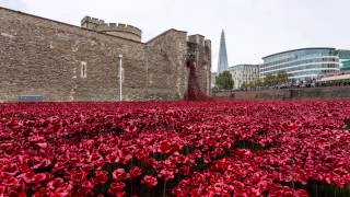 The Tower of London Poppies [upl. by Eednar]