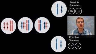 Chromosomal Inheritance [upl. by Onfre]