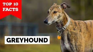 Greyhound  Top 10 Facts [upl. by Lain983]