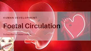 Special embryology  foetal circulation [upl. by Ynalem425]