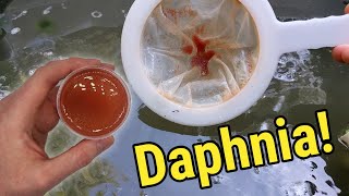 How I Culture Daphnia In Outdoor Tubs [upl. by Zysk]