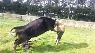 Mother Cow Protects Baby Calf Attacks Dairy Farmer [upl. by Ainit]