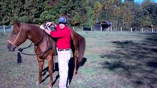 How to Safely Mount a Horse in a Western Saddle [upl. by Washington]