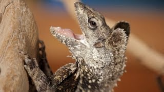 5 Cool Facts about Frilled Dragons  Pet Reptiles [upl. by Aihsenrad]