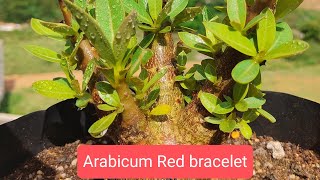 Adenium Arabicum Red Bracelet [upl. by Peatroy707]