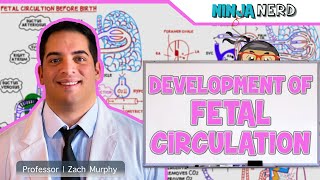 Embryology  Development of Fetal Circulation [upl. by Breed666]