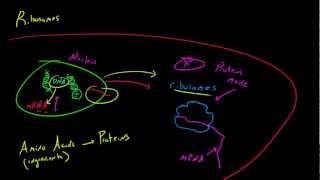 Biology Lecture  21  Ribosomes [upl. by Purity]