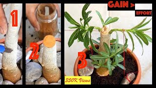 Get more BRANCHES and thicker CAUDEX in Adenium obesum Desert Rose  Tips Hacks Care amp Training [upl. by Ydnor]