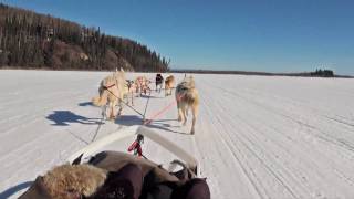 Dog Sledding  Mushing in Fairbanks Alaska [upl. by Eema]