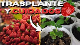 🍓 Como GERMINAR Semillas de FRESA 🌱 Trasplante y cuidados 2 [upl. by Combe]