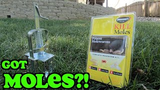 How to Get Rid of Moles  Mole Removal  Mole Trap vs Mole Poison [upl. by Fabiolas]