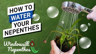 💦 How To Water Your Nepenthes Dont kill Your Plant by Roots Rot  Nepenthes care routine [upl. by Aerdnna]