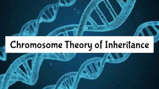 Chromosome Theory of Inheritance [upl. by Lorrayne]