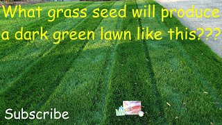 What grass seed produces a dark green lawn [upl. by Idnyc176]