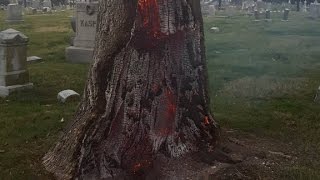 Lightning strike causes tree trunk to explode [upl. by Hsirehc]