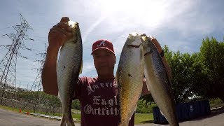 Fishing For Skipjack Herring [upl. by Nic]