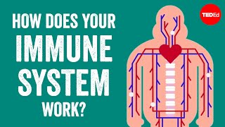 How does your immune system work  Emma Bryce [upl. by Shapiro]