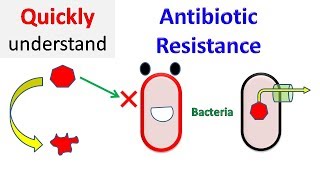 Antibiotic resistance [upl. by Anilesor]