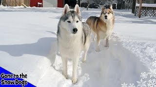 Husky Playing in Snow  Huskies in DEEP Snow [upl. by Nwahser]