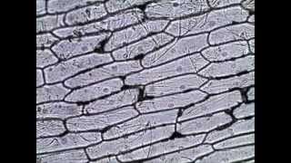 Onion Skin Epidermal Cells How to Prepare a Wet Mount Microscope Slide [upl. by Aitram]