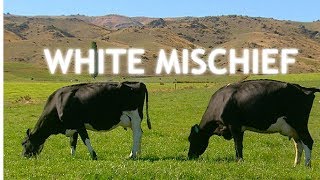 White Mischief 2003  Trailer  Available Now [upl. by Quenna]