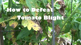 How to Defeat Tomato Blight [upl. by Nosinned]